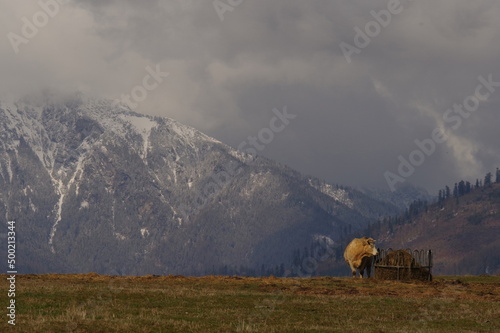 Krowy na tle gór Tatr w Słowacji.