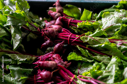 botwina, botwinka, młode buraczki, wiosenne warzywa, nowalijki, liście, chard, chard, young beetroot, spring vegetables, spring vegetables, leaves,