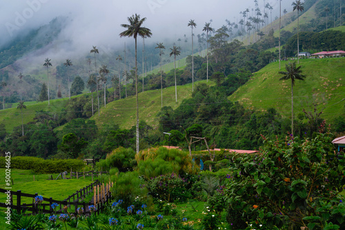 landscape with tropical nature in salento quindio cocora, in colombia, with wax palms