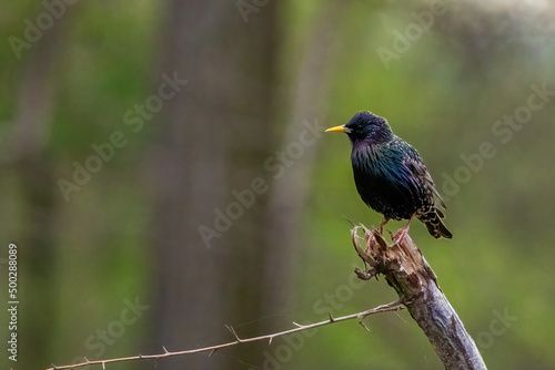 A starling sitting on a branch in the natural reserve called Mönchbruch in Hesse, Germany.