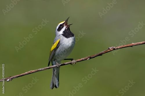 Golden-winged Warbler, Vermivora chrysoptera, singing from a vine