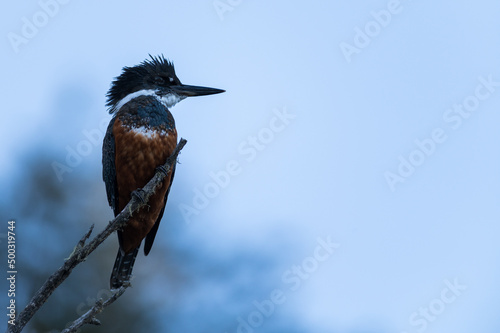 Kingfisher great, bird of the Argentine, Chilean Patagonia. Perched on a branch in the sun.