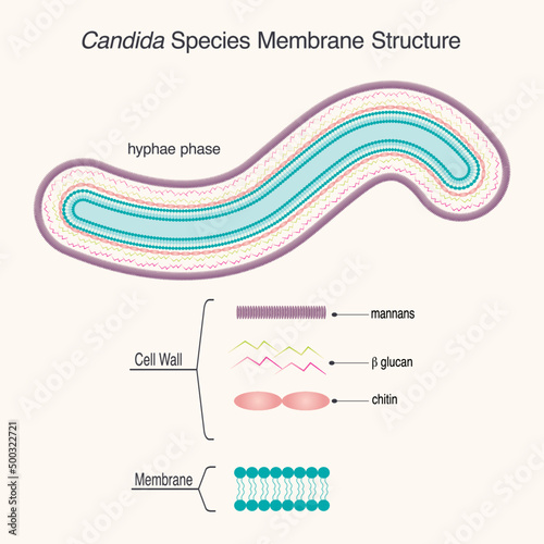Diagram of Candida yeast species membrane structure