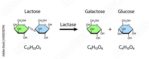 Lactase enzyme Effect On Lactose Sugar Molecule. Lactose Hydrolysis. Vector Illustration.