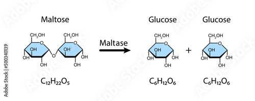 Maltase enzyme Effect On Maltose Sugar Molecule. Maltose Hydrolysis. Vector Illustration.