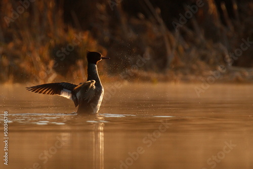 Female Common Merganser flapping wings water with orange morning light