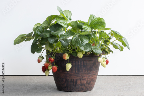 Garden strawberry plants in a pot isolated against white and gray backgrounds. Ripe and unripe fruits.