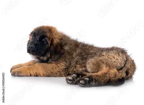young Leonberger in studio