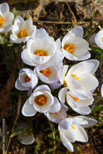 Delicate crocus flowers on a spring sunny day.