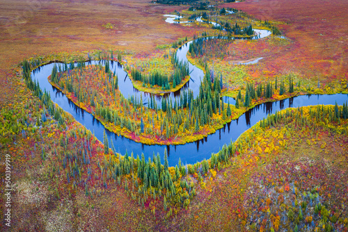 Aerial view of tundra with trees and meandering river in autumn colours, Alaska