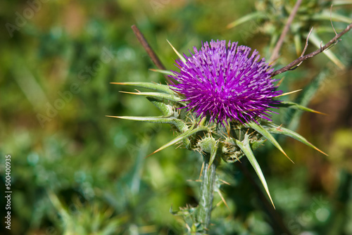 kwiat roślina wiosna flora natura