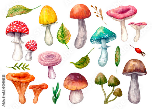 Set of colorful edible and inedible mushrooms, leaves and herbs painted in watercolor, isolated on a white background.
