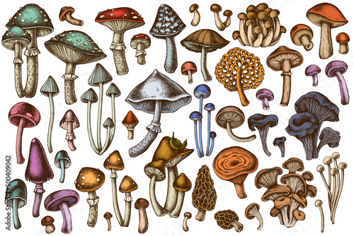Forest mushrooms hand drawn vector illustrations collection. Colored mushrooms, fly agaric, blewit, etc.