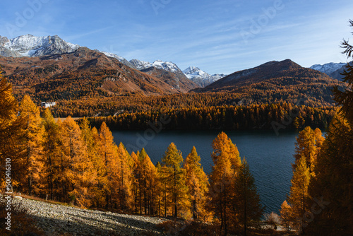 Lake sils in autumn colors: one of the most beautiful alpine lakes in switzerland, near the village of Sils Maria, Engadine, Switzerland - October 2021.