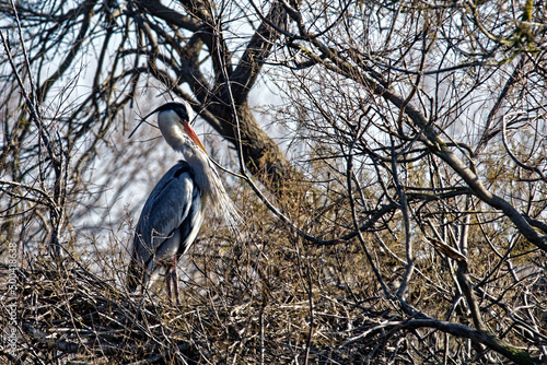 Héron sur son nid de branches