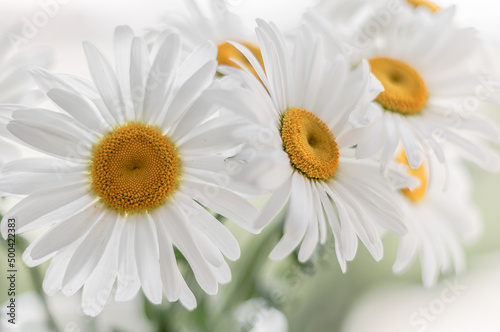 Large flowers of white daisies closeup.