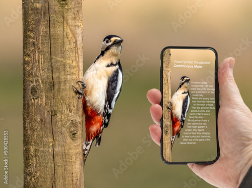 Man holding a smart phone with wildlife identifier software application illustrating a particular bird species