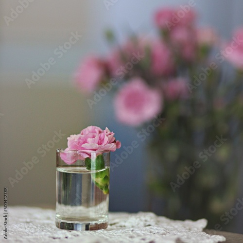Mały różowy goździk samotny w kieliszku na tle zamazanego bukietu