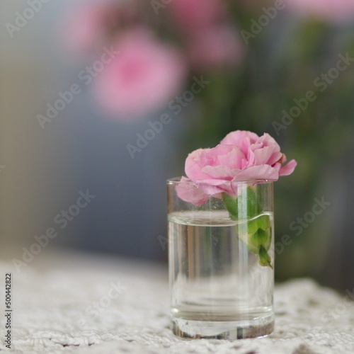 Różowy kwiat goździka w kieliszku na tle bukietu