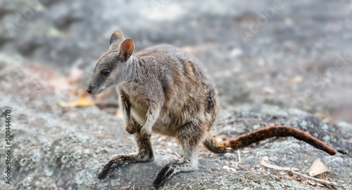 Rock Wallaby sitting on a rock in Australia