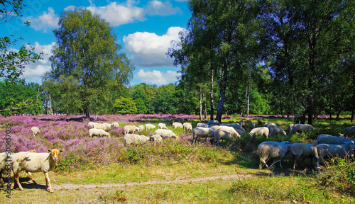 Picturesque scenic view on sheep herd grazing in glade of dutch forest farm heath land landscape, purple blooming heather erica plants (Ericaceae) - Venlo, Netherlands, Groote Heide, Holland