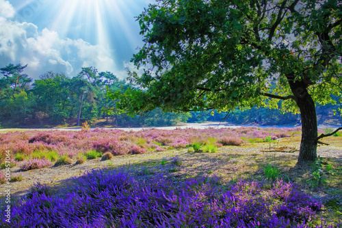 Beautiful heath landscape with oak tree, bright purple blooming heather erica flowers, morning sun light rays - Loonse und Drunense Duinen, Netherlands