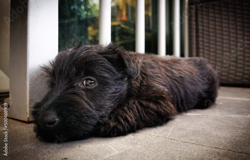 Portrait of a sweet black puppyu
