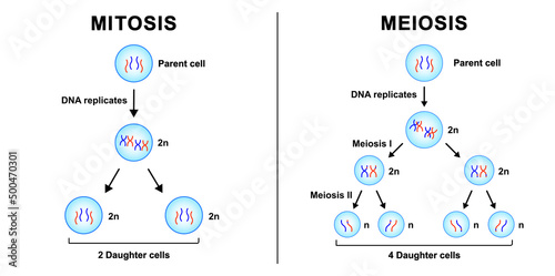 Scientific Designing Of Differences Between Mitosis And Meioisis. Mitosis vs Meiosis. Colorful Symbols. Vector Illustration.