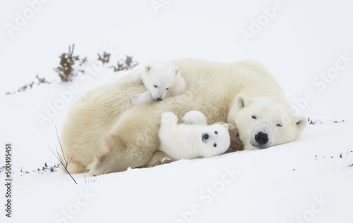 polar bear in the snow