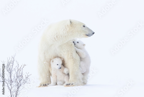 Polar bear mother and cubs