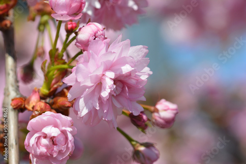 Piękne różowe kwiatuszki na kolorowym naturalnym tle. 