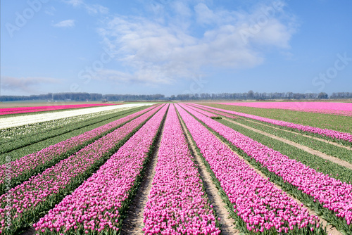Tulpenveld in Flevoland - Tulip field in Flevoland