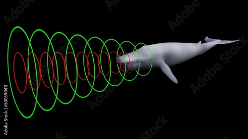 Whale emitting sonar , echolocation signals . Cetacean sending , transmitting , receiving echolocation sound waves. 3d illustration render