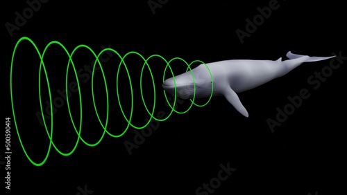 Whale emitting sonar , echolocation signals . Cetacean sending , transmitting echolocation sound waves. 3d illustration render