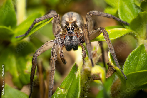 Wolf Spider Crawing through the grass