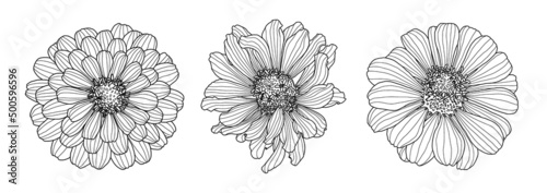 Three drawings of Zinnia flower isolated on white backdrop. Element for design in line art style for greeting card, wedding invitation, coloring book.