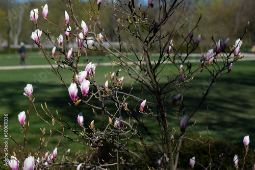 Kwitnące magnolie, wiosna