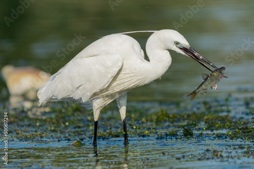 Czapla nadobna łac. egretta garzetta ze złapaną rybą w dziobie stojąca w wodzie. Fotografia z Delta Dunaju Rumunia.