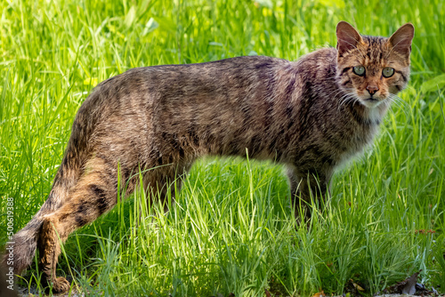 Żbik łac. Felis silvestris portret na tle zielonej trawy. Fotografia z Delta Dunaju Rumunia.