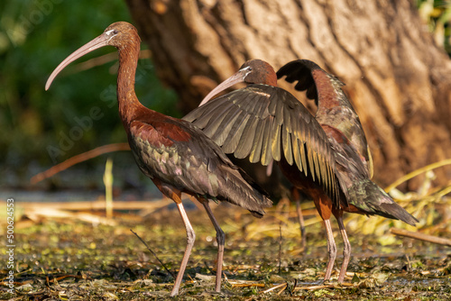 Ibis kasztanowaty łac. Plegadis falcinellus brodzący na mokradłach w Delcie Dunaju w Rumunii.