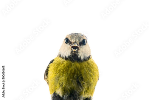 Surprised bird tit look at you. Blue tit (Parus caeruleus). Isolated on a white background