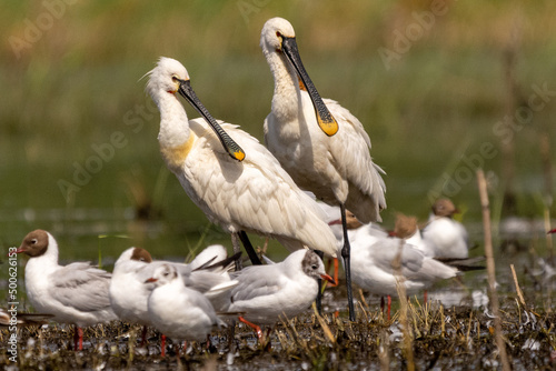 Para warzęch łac. Platalea leucorodia stojąca razem z mewami śmieszkami w tle. Fotografia z Delta Dunaju Rumunia.