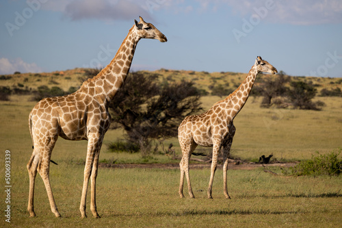 two giraffes in golden light