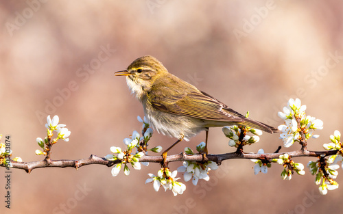 Piecuszek Phylloscopus trochilus wiosna