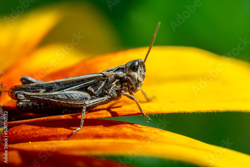 grasshopper resting on rudbeckia flower in garden