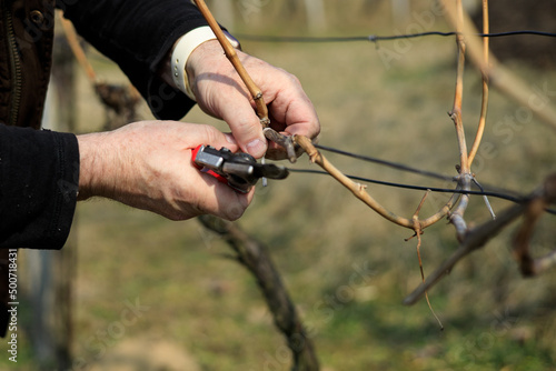 Cutting new vine shoots in the vineyard during spring vineyard maintenance