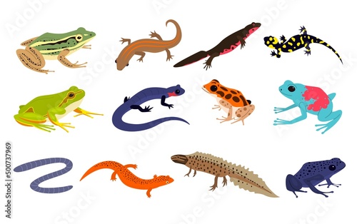 Tropical amphibian. Different frogs and lizards breed, toad and chameleon various colors, salamander, newt and triton, terrarium inhabitants, rainforest animal exotic reptiles, vector set