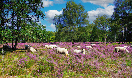 Scenic heath land landscape with herd of sheep grazing in glade of dutch forest with purple blooming flowering heather erica calluna vulgaris flowers - Venlo, Netherlands, Groote Heide