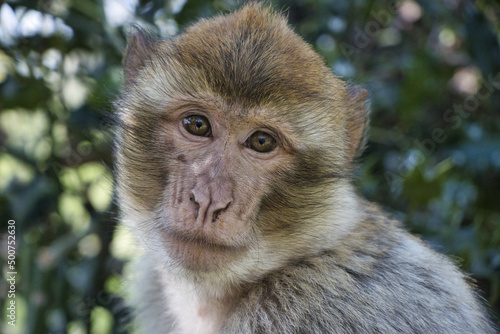 Monkey / Affe / Portrait barbary macaque