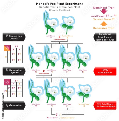 Flower Position Genetic Trait Pea Plant Mendel Experiment Infographic Diagram cross pollination pure bred parent generation hybrid dominant axial recessive terminal biology science education vector